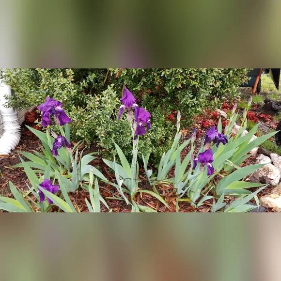 5 for 15$ Bearded Iris Rhizomes - Purple - Picture 4 of 14